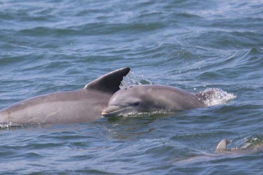 Atlantic City: Dolphin Watching Ocean Cruise Adventure - The 90-Minute Cruise Game Plan (And What You Actually Do)