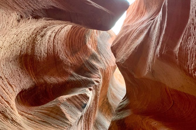Award Winning UTV Slot Canyon Tour - Wildlife and plant stories you hear while the world goes by