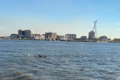 Baywatch Dolphin Tours – Pier 21 Galveston