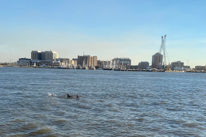 Baywatch Dolphin Tours – Pier 21 Galveston - Pier 21 Meeting Point, Getting Oriented Fast, and What to Bring