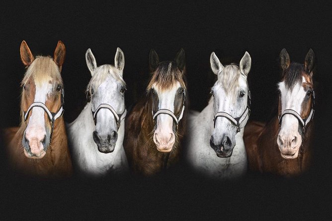 Beaufort’s #1 Horse & Carriage History Tour - Weather, timing, and how to plan your best day in Beaufort