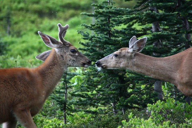 Best of Mount Rainier National Park from Seattle: All-Inclusive Small-Group Tour - Price and Value: What $344 Covers (and Why It Matters)