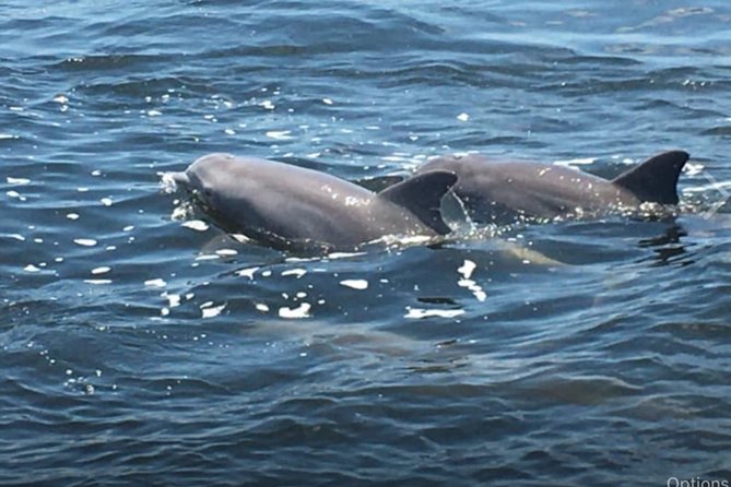 Big Fun Dolphin Cruise & Sealife Experiece ORANGE BEACH ALABAMA - Key things to love about the Big Fun Dolphin Cruise