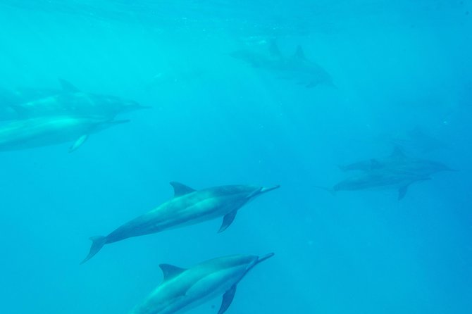 Big Island: Captain Cook Snorkel On A Power Catamaran With Lunch - Lunch, Onboard Comforts, and the Little Things That Matter