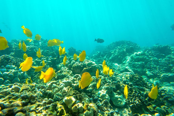 Big Island: Captain Cook Snorkel On A Power Catamaran With Lunch - Value for Money on a Half-Day Big Island Snorkel