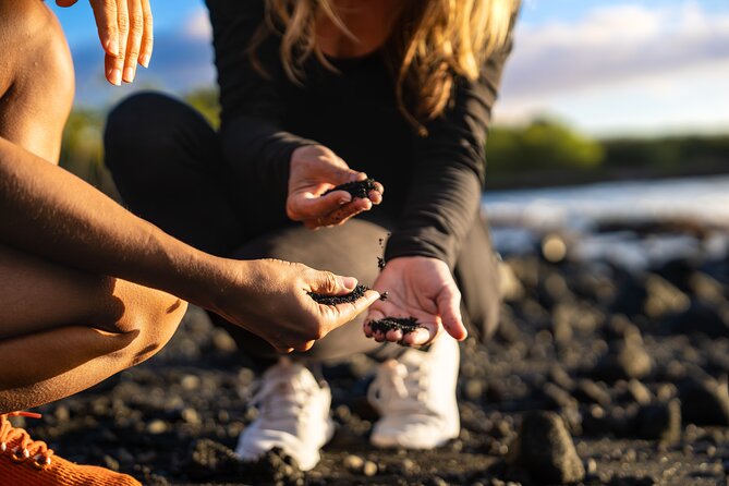 Big Island Highlights: Coffee, Volcano, Black Sands & Waterfall - Punaluu Black Sand Beach: Where Honu Spotting Becomes Part of the Fun