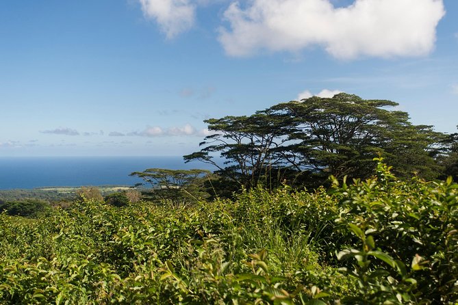 Big Island Kohala Canopy Zipline Adventure - Guides make the difference, and you can feel it in the details