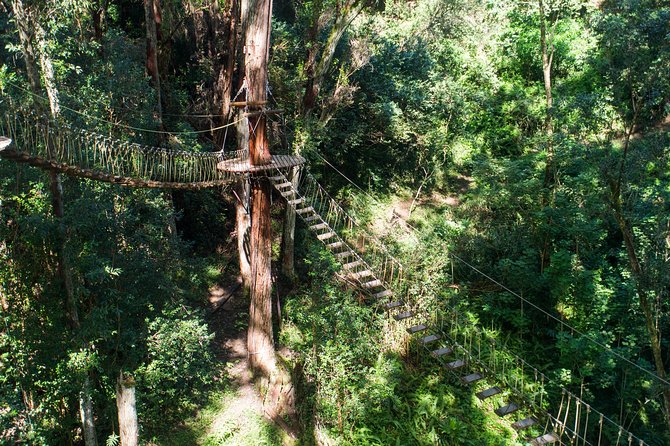 Big Island Kohala Canopy Zipline Adventure - Who this suits best, and who should think twice