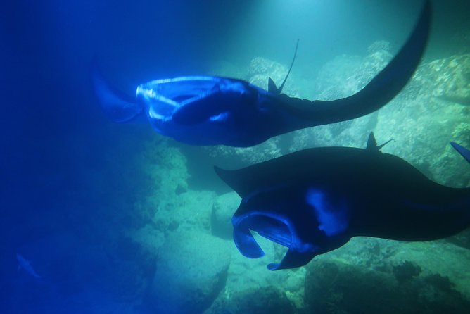 Big Island: Kona Manta Ray Snorkel Tour in Keauhou Harbor - The Short 3-Minute Night Boat Ride to Where the Rays Feed