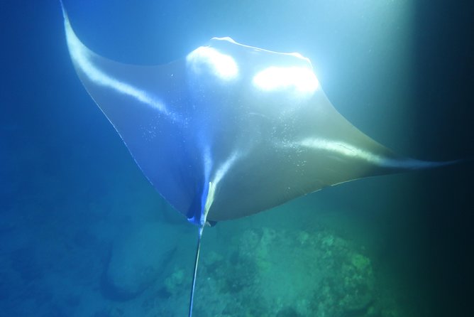 Big Island: Kona Manta Ray Snorkel Tour in Keauhou Harbor - Your Guide Team and Safety Plan (USCG Captain, Ladder Rules, and English Instructions)