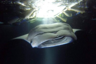 Big Island: Kona Manta Ray Snorkel Tour in Keauhou Harbor