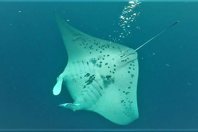 Big Island: Kona Manta Ray Snorkel Tour in Keauhou Harbor - The Manta Ray Guarantee: Why It Changes How You Should Book