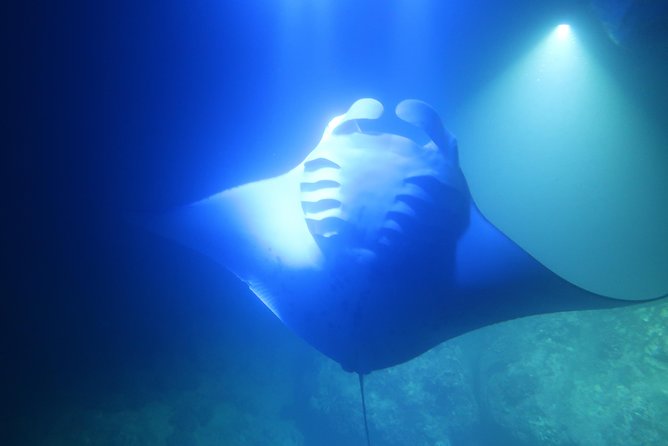 Big Island: Kona Manta Ray Snorkel Tour in Keauhou Harbor - When Timing Goes Sideways: How to Protect Your Evening Plans