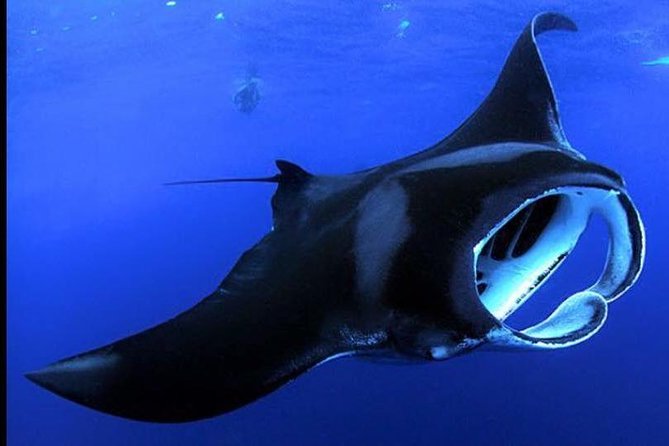 Big Island Manta Ray Night Snorkel - Key things that make this manta ray snorkel work