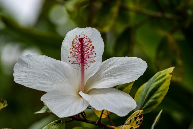 Big Island Zipline Tour Near Akaka Falls (250-ft Waterfall!) - Hawaiian agriculture stories and fruit samples that make it more than a thrill