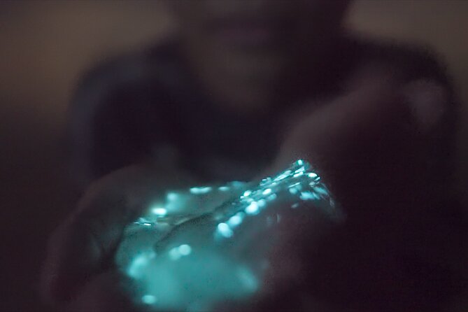 Bioluminescence Kayak Tour - Price and Value, What You’re Really Buying on a Night Like This
