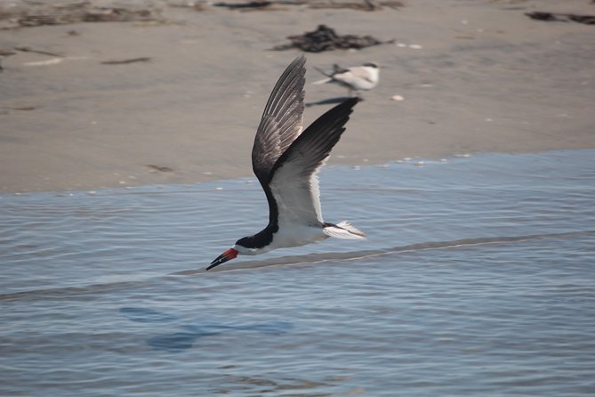 Birding By Boat on the Osprey - Cape May’s salt marsh birding, up close from a pontoon