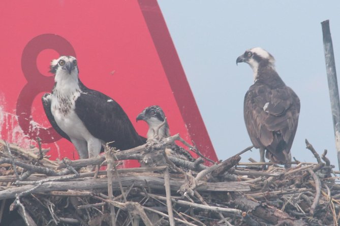 Birding By Boat on the Osprey - 1212 Wilson Dr, the 10:00 am start, and a small-group feel