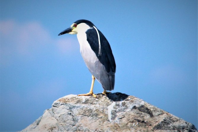 Birding By Boat on the Osprey - Binoculars included: what they enable in real birding terms