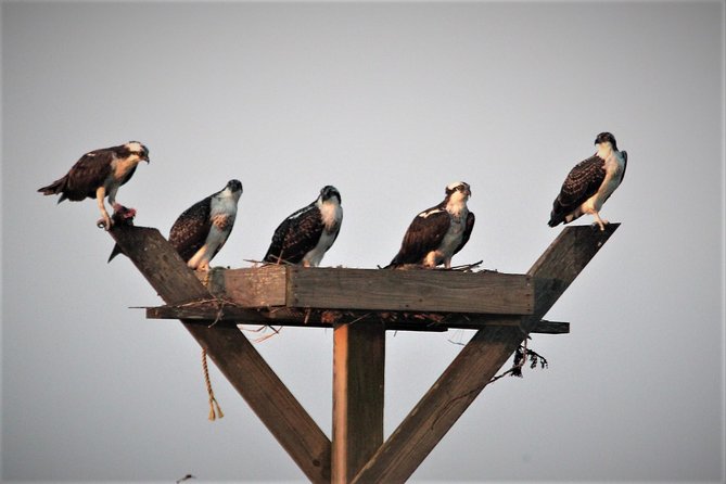 Birding By Boat on the Osprey - Who will love this Osprey boat ride, and who should think twice