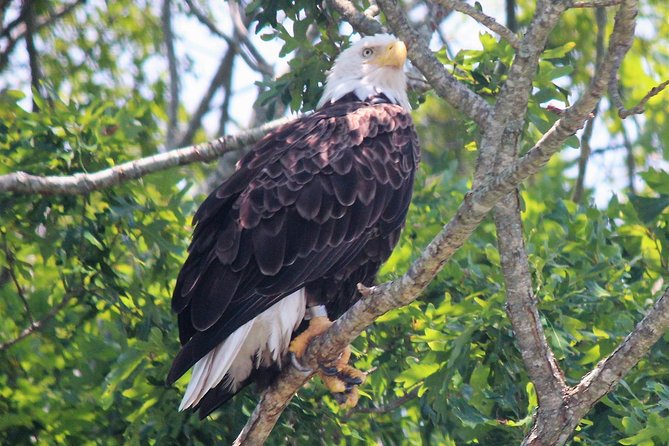 Birding By Boat on the Osprey - Two hours cruising the backbay: where birds feed in plain sight
