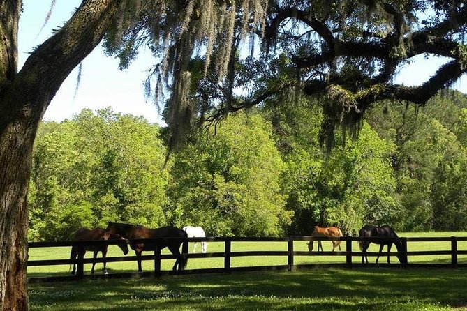 Boone Hall Plantation All-Access Admission Ticket - Garden Walks and Freedom to Wander: When You Should Slow Down