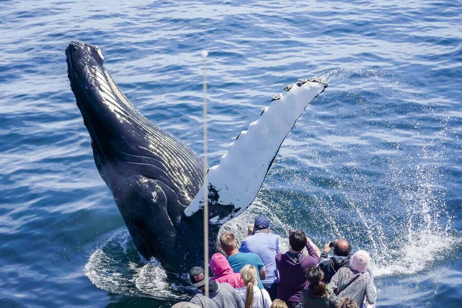 Boston: City Cruises Whale Watching Cruise - Key points before you go