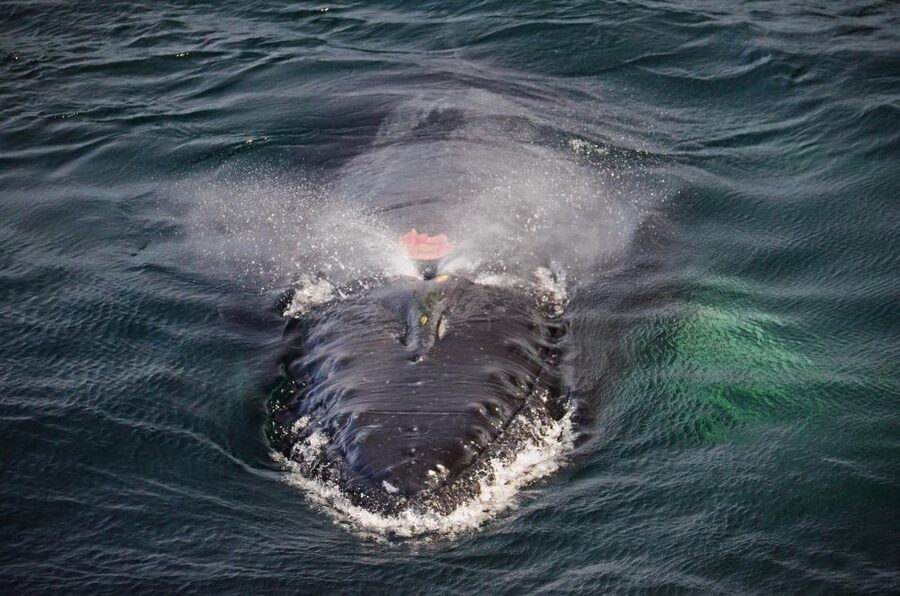 Boston: City Cruises Whale Watching Cruise - What this cruise is like in real life: crowding, viewpoints, and photos