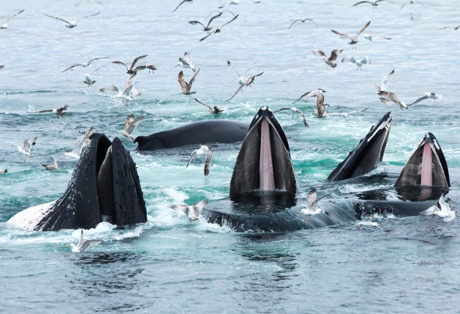 Boston: City Cruises Whale Watching Cruise - Marine life you are likely to spot: humpbacks, fins, minke, and dolphins