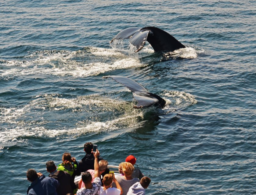 Boston: City Cruises Whale Watching Cruise - What you see on the way out: Castle Island and Boston Harbor Islands