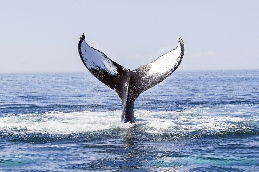 Boston: City Cruises Whale Watching Cruise - The real target: Stellwagen Bank National Marine Sanctuary whale watching
