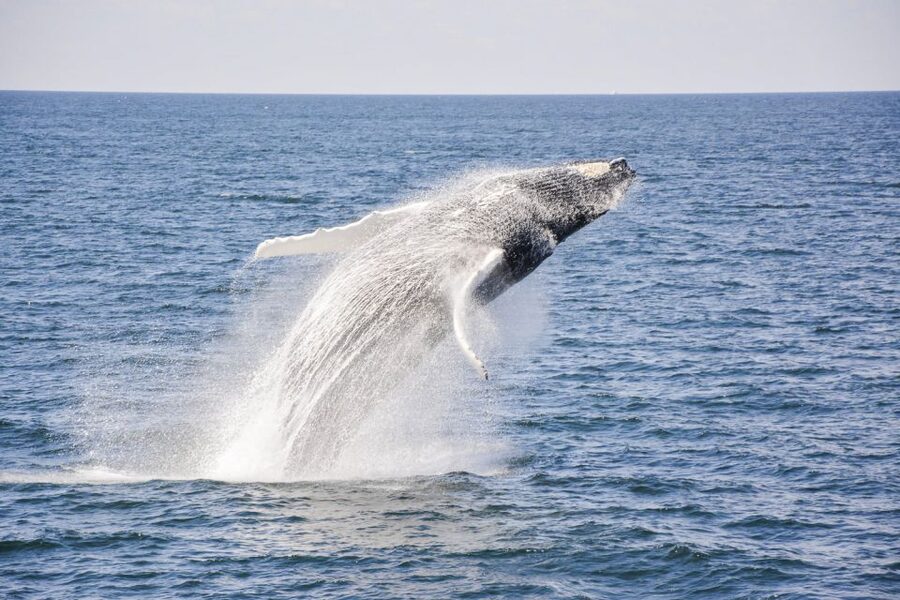 Boston: City Cruises Whale Watching Cruise - Timing and weather: why your scan strategy should change