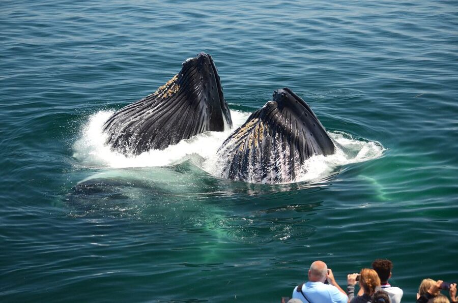 Boston: City Cruises Whale Watching Cruise - Food and drink onboard: practical comfort, not a full meal