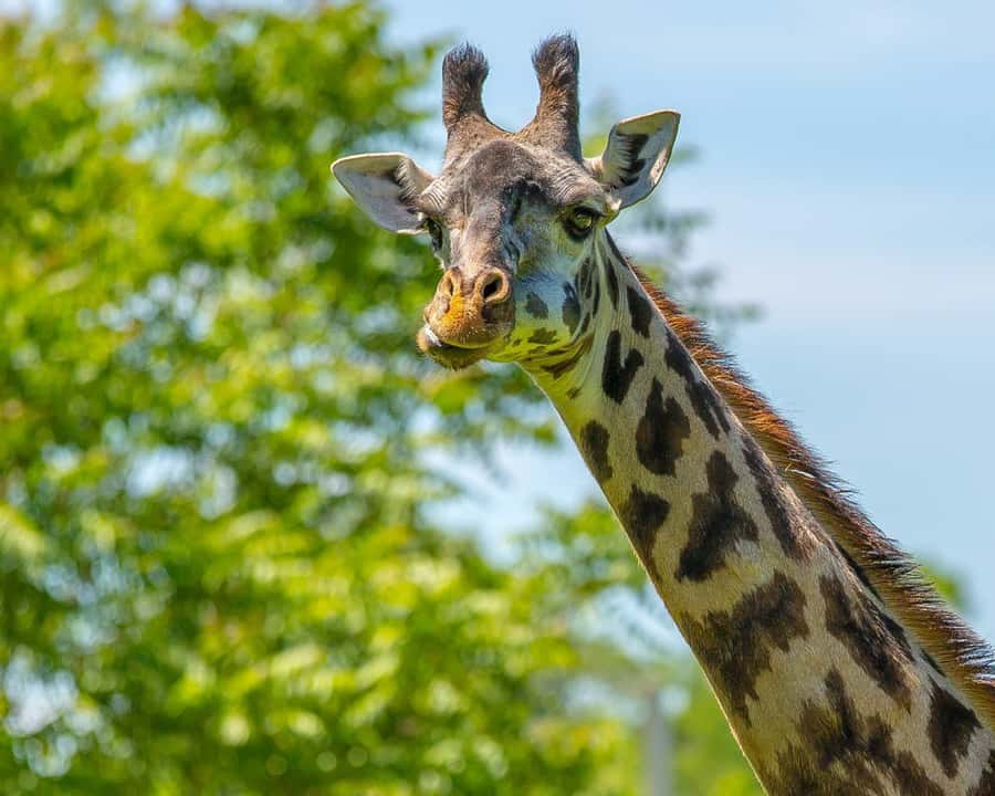 Boston: Franklin Park Zoo Entry Ticket - Franklin Park Zoo Entry Ticket: A 72-Acre Day You Can Actually Manage