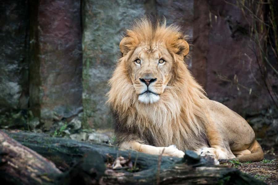 Boston: Franklin Park Zoo Entry Ticket - Hours That Matter: Plan Around Seasonal Schedules and Last Entry