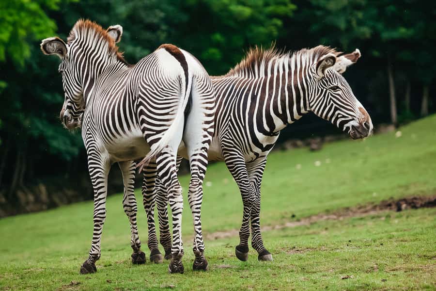 Boston: Franklin Park Zoo Entry Ticket - Tropical Forest: Your Best Bet for Year-Round Animal Time