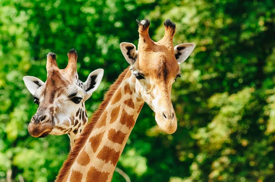 Boston: Franklin Park Zoo Entry Ticket - Giraffe Savannah: Masai Giraffes at Their Pace
