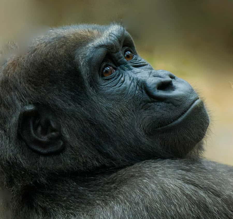 Boston: Franklin Park Zoo Entry Ticket - Price and Value: Is $24 Worth One Day at the Zoo?