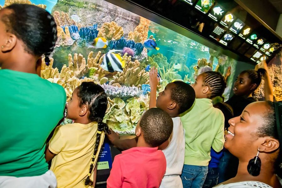 Boston: New England Aquarium Entry + Optional Simons Theatre - Price and Value: Is $39 Worth It for Your Time?
