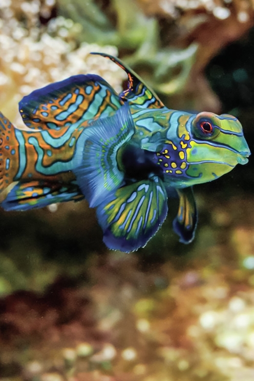 Boston: New England Aquarium Entry + Optional Simons Theatre - From Atlantic Harbor Seals to the Yawkey Coral Reef Center