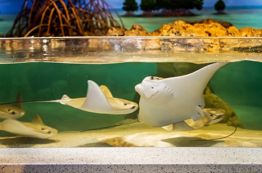 Boston: New England Aquarium Entry + Optional Simons Theatre - Indo-Pacific Coral Reef and the Question of Sharks