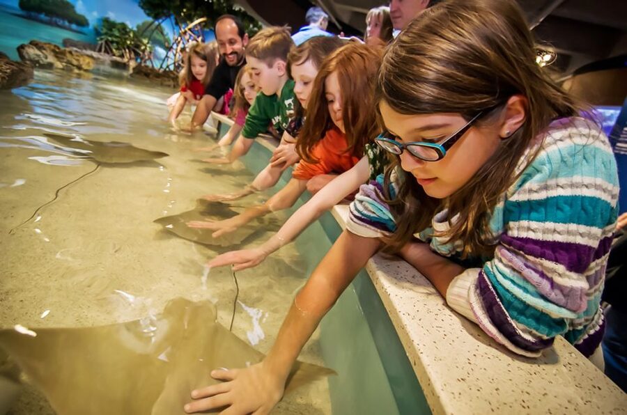 Boston: New England Aquarium Entry + Optional Simons Theatre - The Giant Ocean Tank: The 4-Story Coral Reef You See From Every Angle