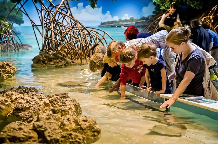 Boston: New England Aquarium Skip-the-Line Entry Ticket - The 4-story Caribbean reef and 360-degree views