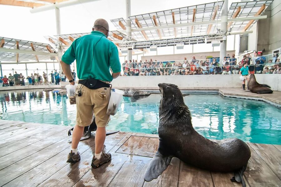 Boston: New England Aquarium Skip-the-Line Entry Ticket - Marine Mammal Center and California sea lions