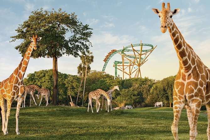 Busch Gardens Tampa Bay Admission Ticket - Key things to know before you go