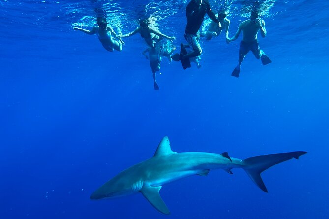 Cage-Free Shark Swim from Oahu - The boat ride: short, scenic, and sometimes rough