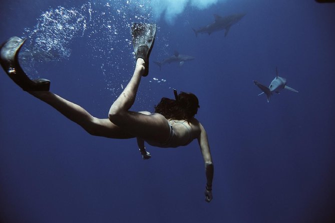 Cage-Free Shark Swim from Oahu - What safety really looks like (and why it helps your brain)
