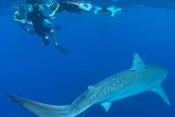 Cage-Free Shark Swim from Oahu - The swim itself: how the half hour works