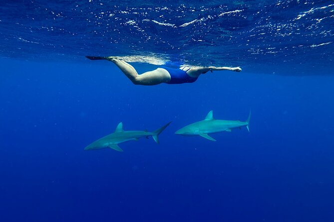 Cage-Free Shark Swim from Oahu - Photos and videos are included, and they change the whole vibe