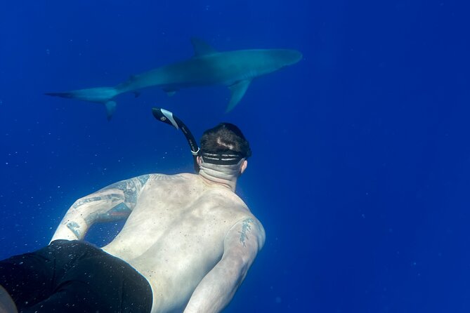 Cage-Free Shark Swim from Oahu - Price and value: is $135 worth it?